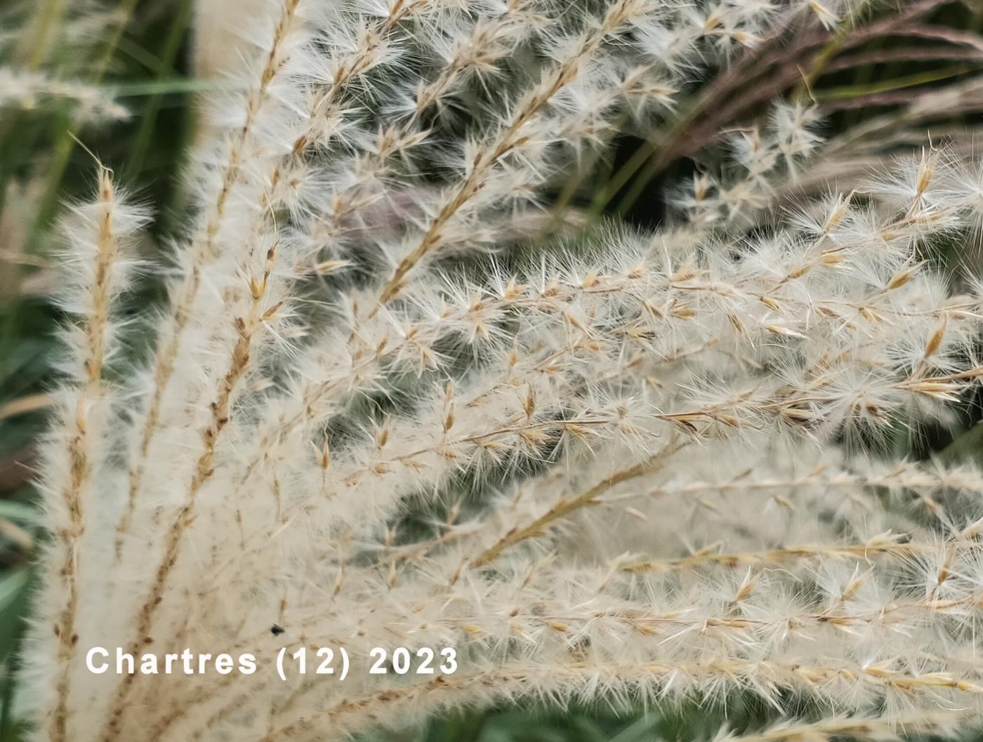 Pampas Grass fruit